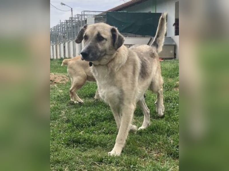 Freundlicher Malamas sucht warmes Plätzchen