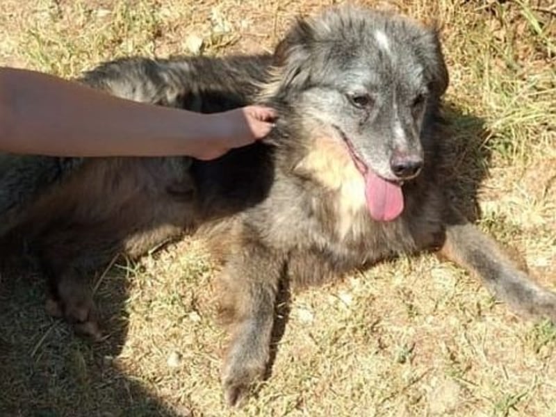 Mercury-junger Herzenshund sucht seine Menschen