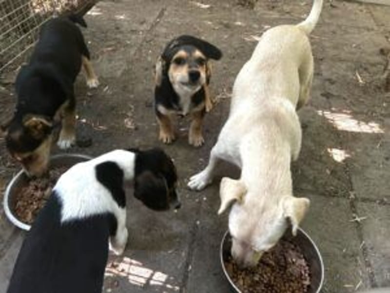 Lui: Etwas schüchtern, möchte auch gerne adoptiert werden