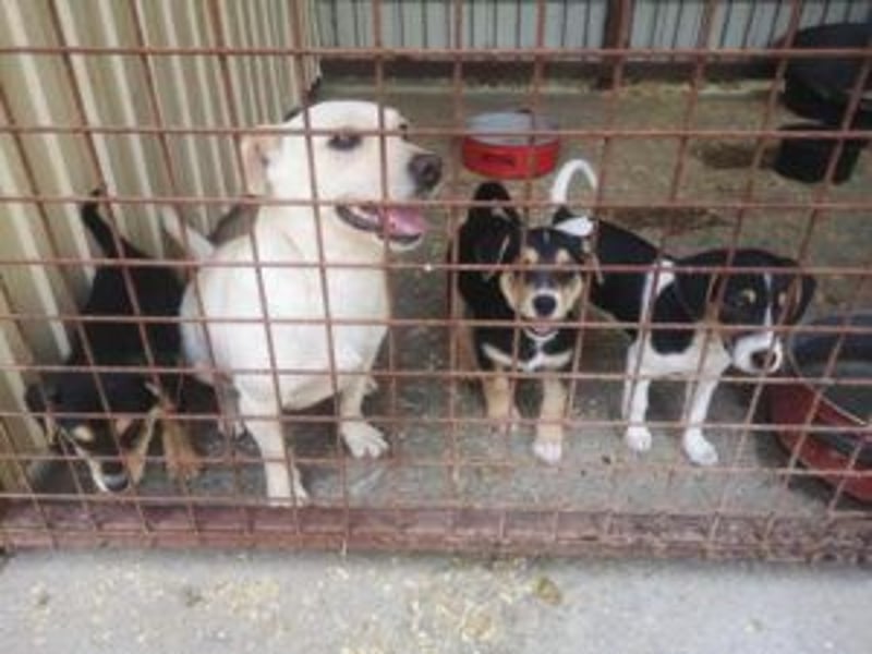 Lui: Etwas schüchtern, möchte auch gerne adoptiert werden