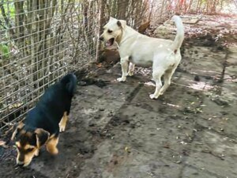 Lui: Etwas schüchtern, möchte auch gerne adoptiert werden