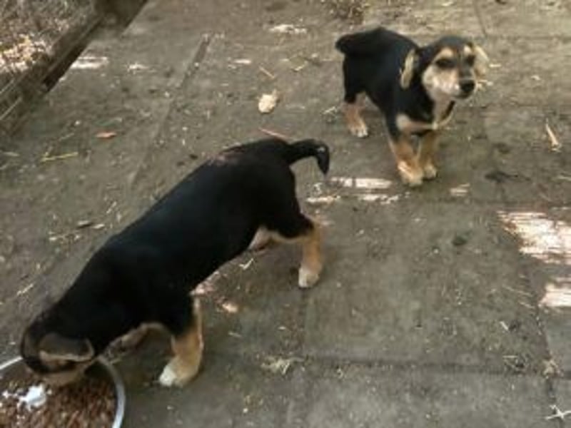 Lui: Etwas schüchtern, möchte auch gerne adoptiert werden