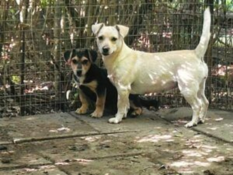Lui: Etwas schüchtern, möchte auch gerne adoptiert werden