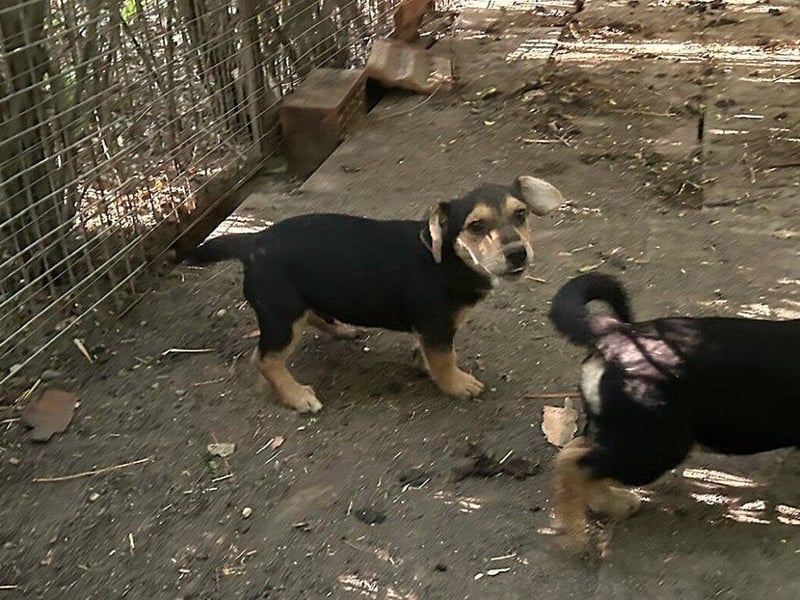 Lui: Etwas schüchtern, möchte auch gerne adoptiert werden