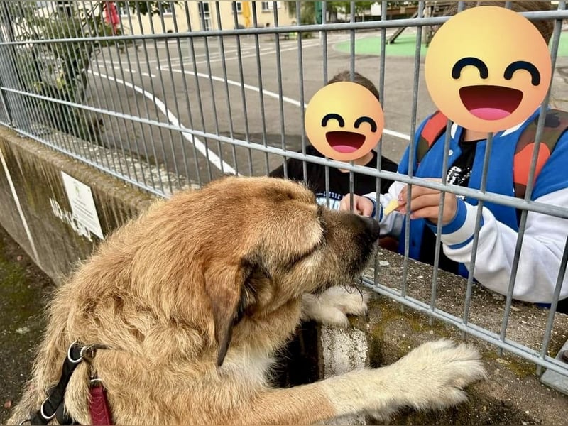 Remy, menschenbezogen, freundlich und aufgeschlossen - bereits in Deutschland -
