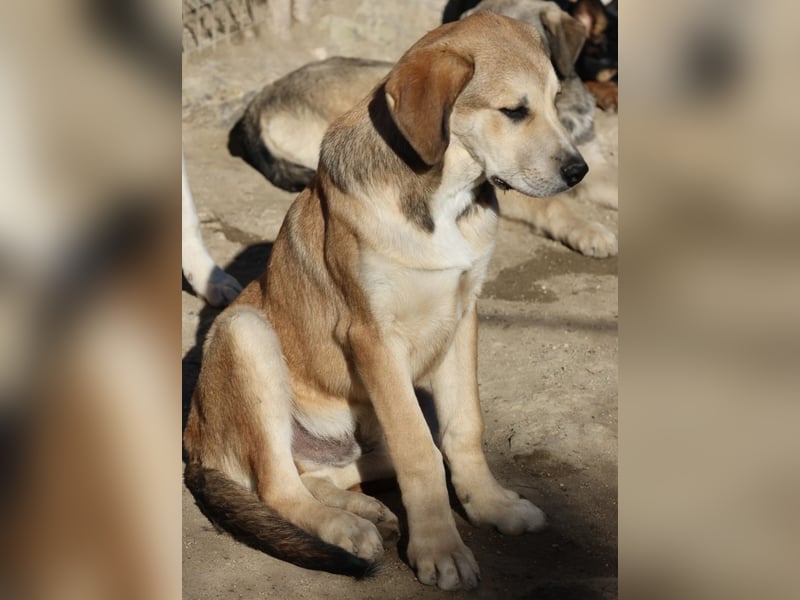 Pancho, menschenbezogen, offen, neugierig