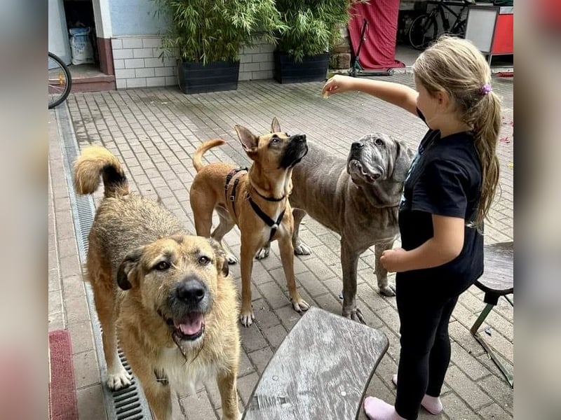 Remy, menschenbezogen, freundlich und aufgeschlossen - bereits in Deutschland -