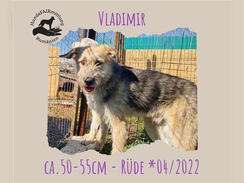 Vladimir