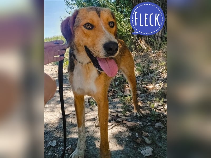 Fleck ein lieber gutmütiger Bub