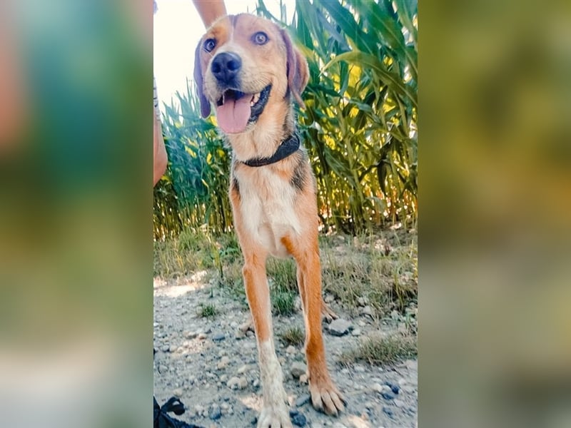 Fleck ein lieber gutmütiger Bub