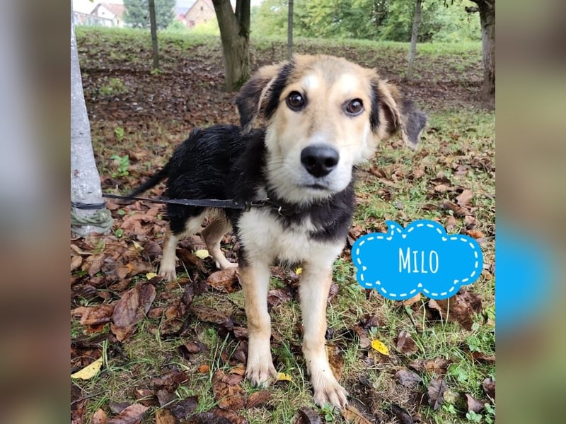 Milo ein verspielter Menschen liebender