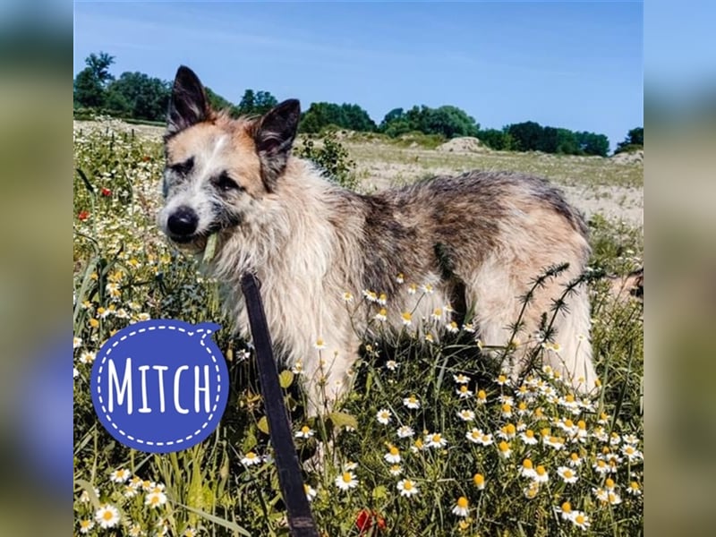Mitch eine treue Seele