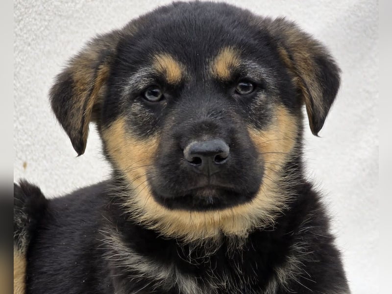 Noel, einer von 7 zauberhaften Hundewelpen die Familie suchen