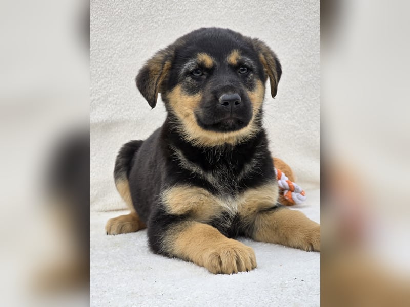Noel, einer von 7 zauberhaften Hundewelpen die Familie suchen