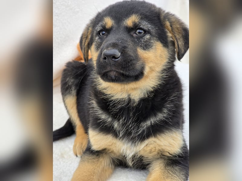Noel, einer von 7 zauberhaften Hundewelpen die Familie suchen