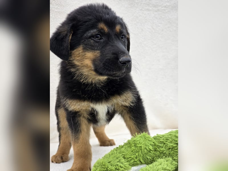 Nico, einer von 7 Welpen der die Welt erkunden möchte
