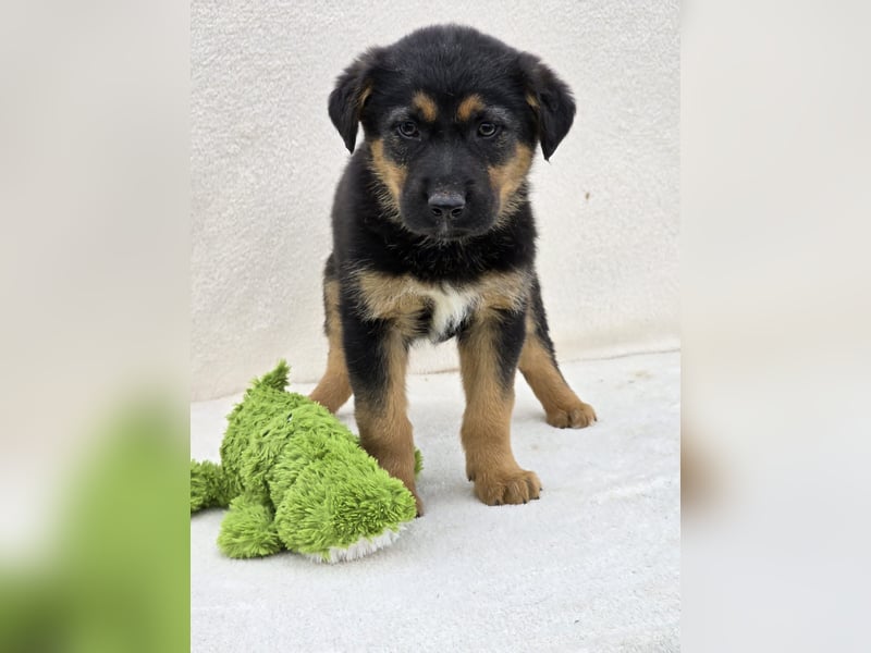 Nico, einer von 7 Welpen der die Welt erkunden möchte