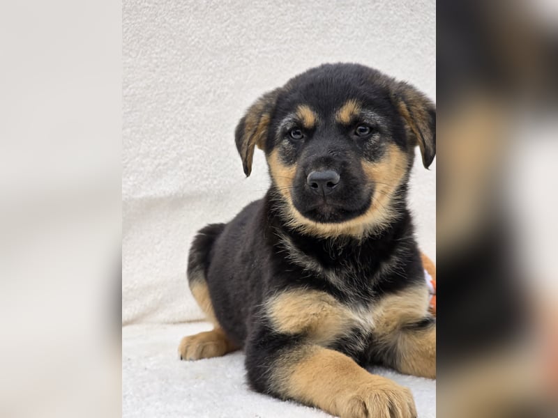 Noel, einer von 7 zauberhaften Hundewelpen die Familie suchen