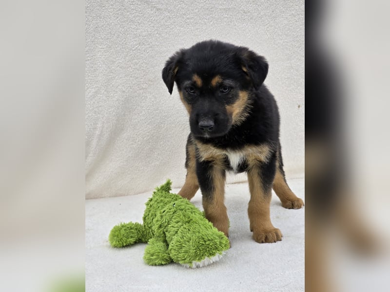 Nico, einer von 7 Welpen der die Welt erkunden möchte