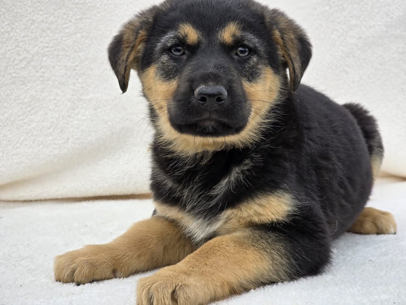 Noel, einer von 7 zauberhaften Hundewelpen die Familie suchen