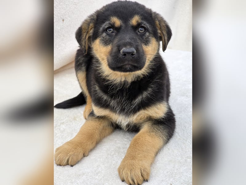 Noel, einer von 7 zauberhaften Hundewelpen die Familie suchen