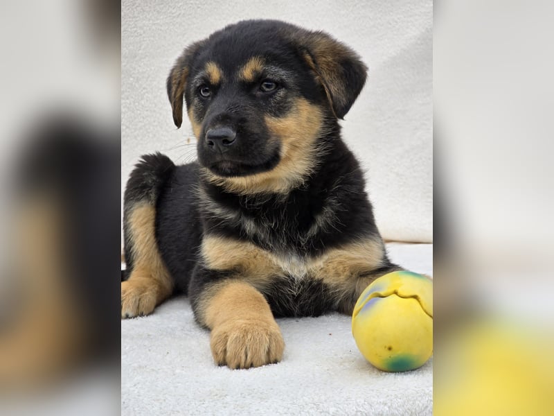 Noel, einer von 7 zauberhaften Hundewelpen die Familie suchen