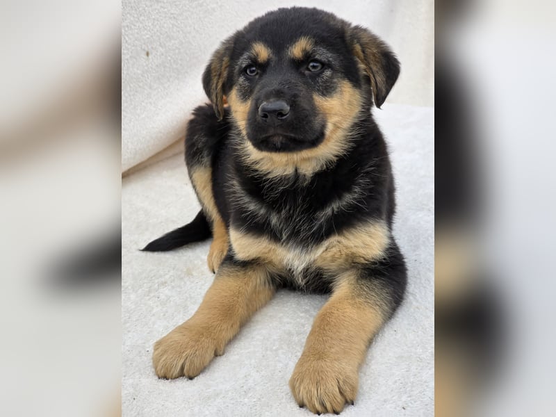 Noel, einer von 7 zauberhaften Hundewelpen die Familie suchen