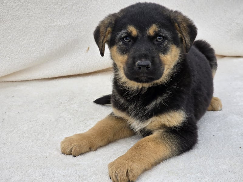 Noel, einer von 7 zauberhaften Hundewelpen die Familie suchen