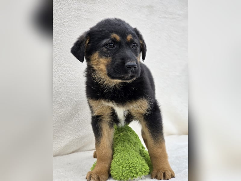 Nico, einer von 7 Welpen der die Welt erkunden möchte