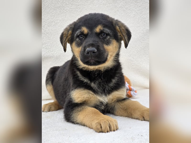Noel, einer von 7 zauberhaften Hundewelpen die Familie suchen