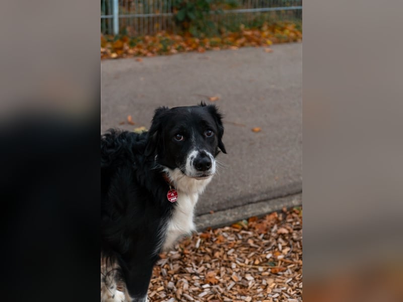 Merlin sucht sein zu Hause! ❤️