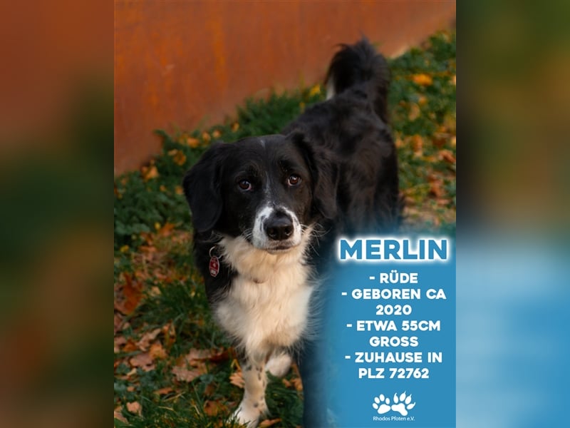 Merlin sucht sein zu Hause! ❤️