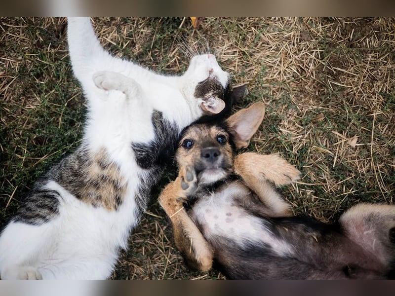 Süß, süßer, BENJI! Ein sanfter, liebevoller Traumhund,sehr sozial und anpassungsfähig sucht  Zuhause