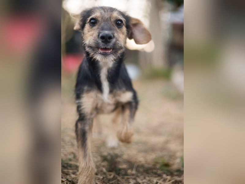 Süß, süßer, BENJI! Ein sanfter, liebevoller Traumhund,sehr sozial und anpassungsfähig sucht  Zuhause