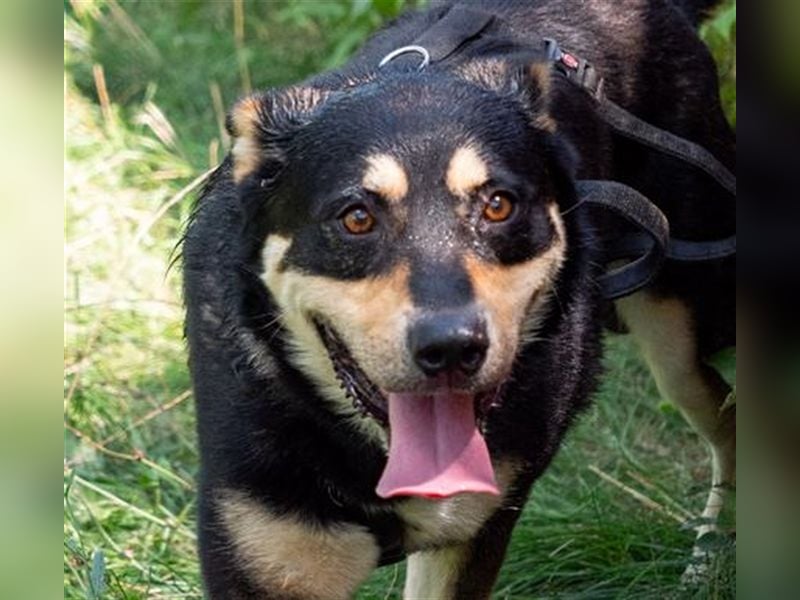 DOKTOR-liebt Menschen über alles, wurde unverschuldet im Tierheim abgegeben!