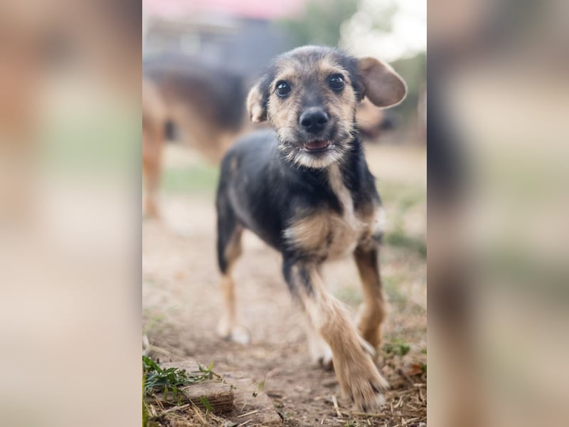 Süß, süßer, BENJI! Ein sanfter, liebevoller Traumhund,sehr sozial und anpassungsfähig sucht  Zuhause