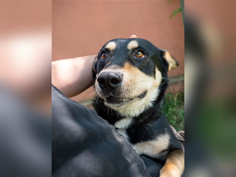 DOKTOR-liebt Menschen über alles, wurde unverschuldet im Tierheim abgegeben!