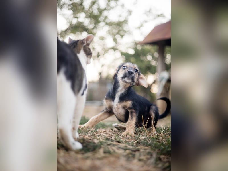 Süß, süßer, BENJI! Ein sanfter, liebevoller Traumhund,sehr sozial und anpassungsfähig sucht  Zuhause