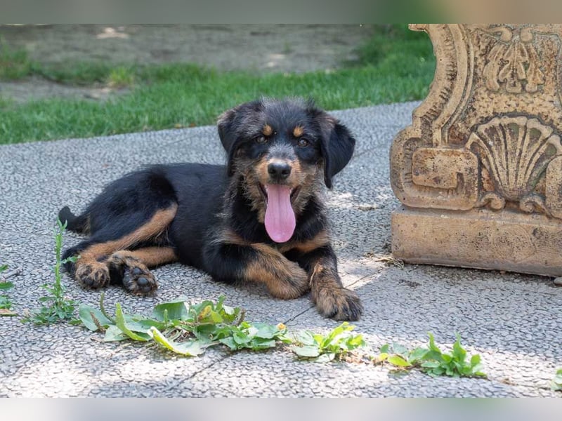 BALTO-zutraulich, wunderbar fröhlich,voller Lebensfreude auf der Suche nach seiner"Für-immer-Familie