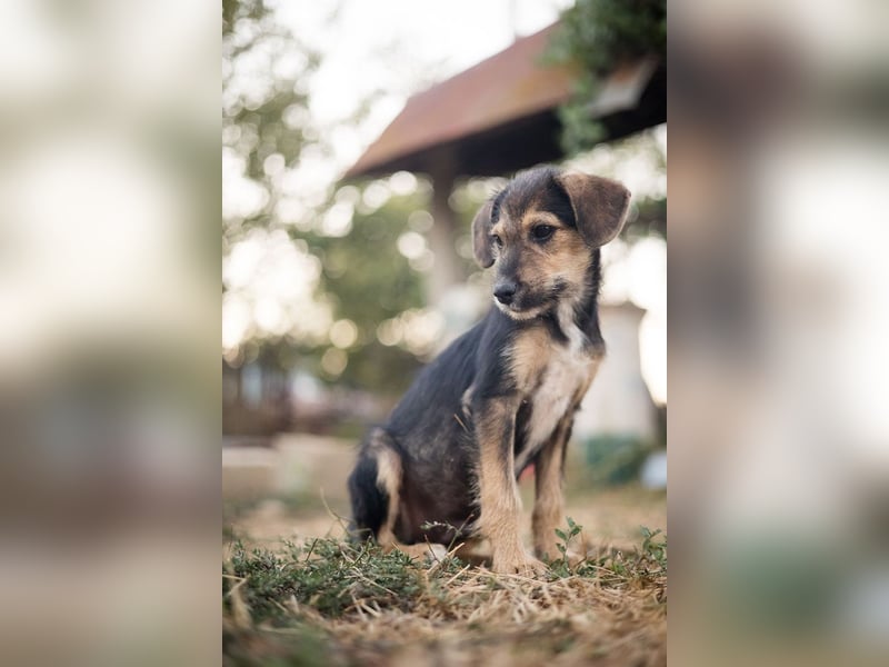 Süß, süßer, BENJI! Ein sanfter, liebevoller Traumhund,sehr sozial und anpassungsfähig sucht  Zuhause