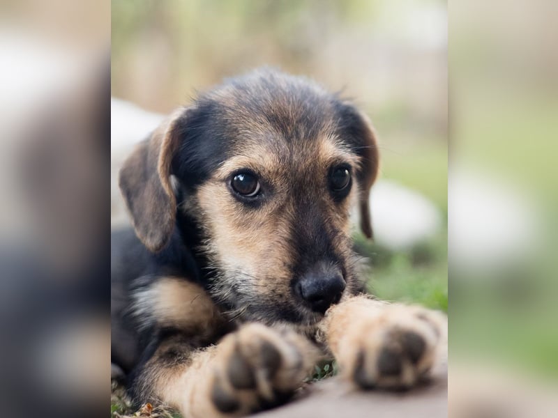 Süß, süßer, BENJI! Ein sanfter, liebevoller Traumhund,sehr sozial und anpassungsfähig sucht  Zuhause