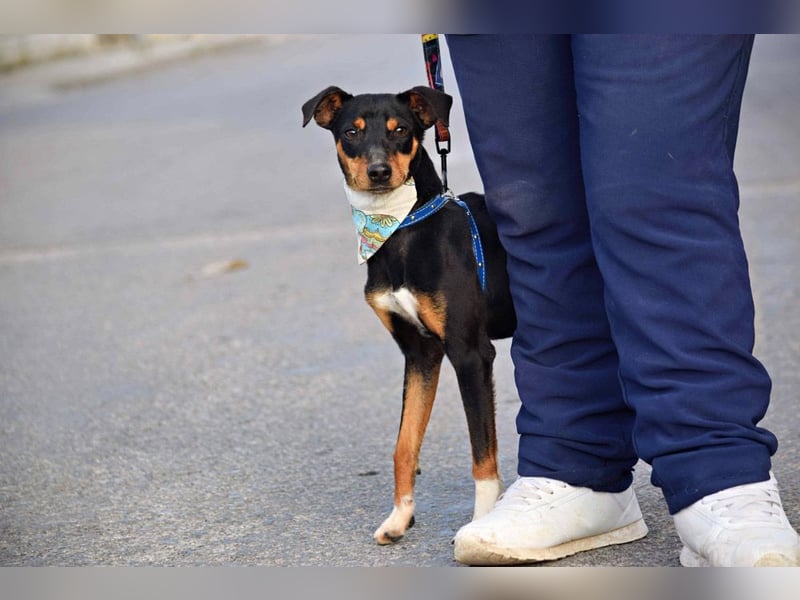 Süßer TOBI-lieb, verspielt noch etwas schüchtern sucht sein "Für-immer-Körbchen" bei lieben Menschen