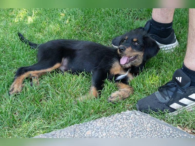BALTO-zutraulich, wunderbar fröhlich,voller Lebensfreude auf der Suche nach seiner"Für-immer-Familie