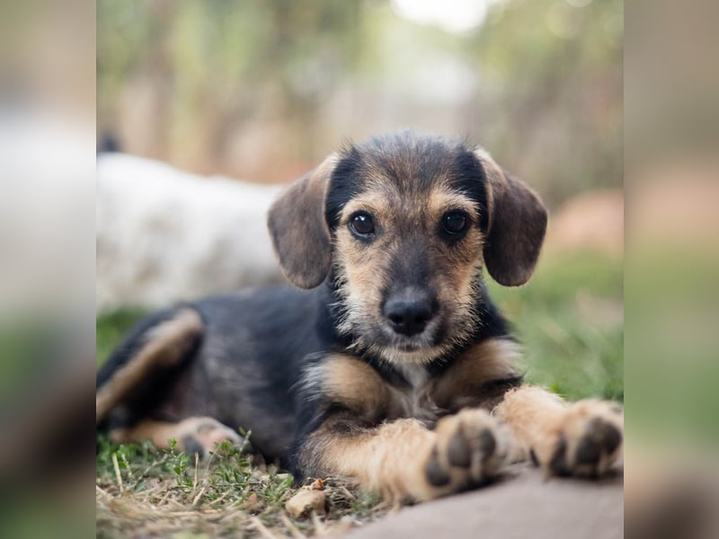 Süß, süßer, BENJI! Ein sanfter, liebevoller Traumhund,sehr sozial und anpassungsfähig sucht  Zuhause