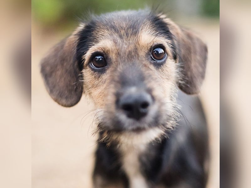 Süß, süßer, BENJI! Ein sanfter, liebevoller Traumhund,sehr sozial und anpassungsfähig sucht  Zuhause