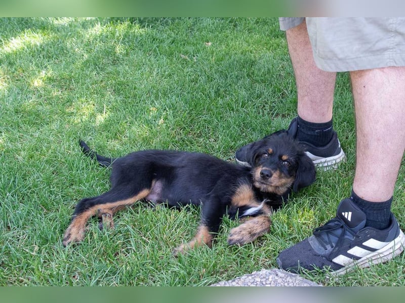 BALTO-zutraulich, wunderbar fröhlich,voller Lebensfreude auf der Suche nach seiner"Für-immer-Familie