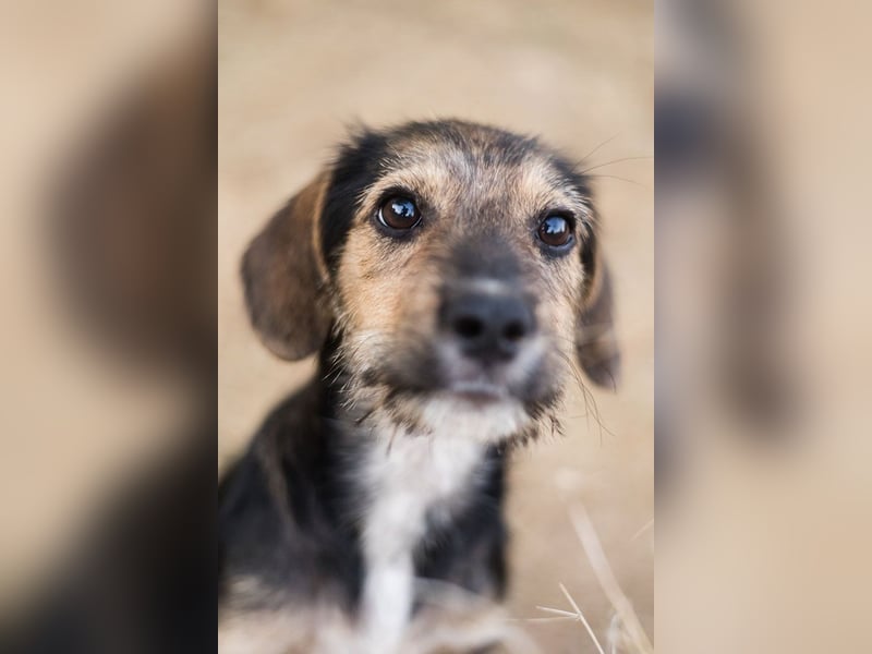 Süß, süßer, BENJI! Ein sanfter, liebevoller Traumhund,sehr sozial und anpassungsfähig sucht  Zuhause