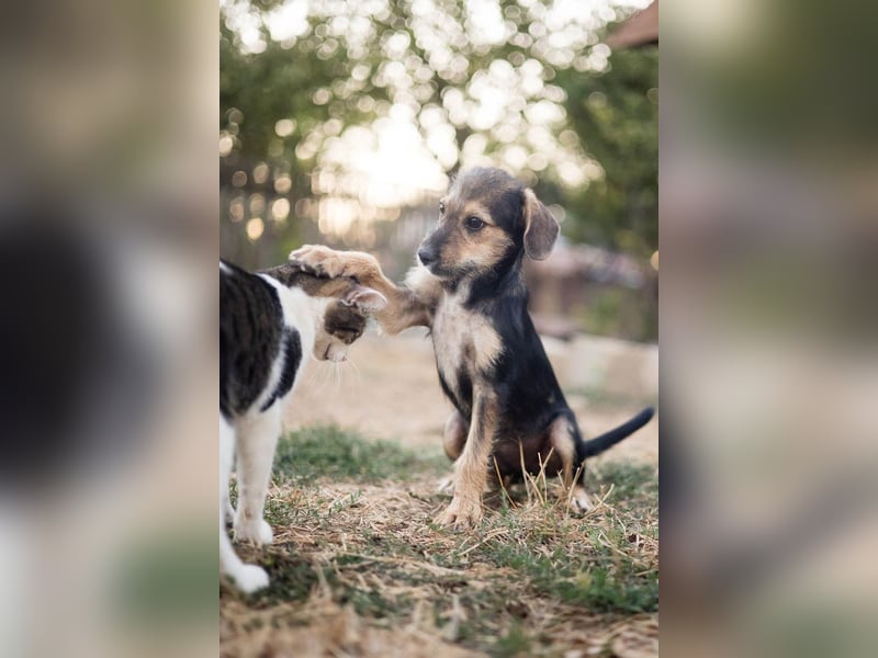 Süß, süßer, BENJI! Ein sanfter, liebevoller Traumhund,sehr sozial und anpassungsfähig sucht  Zuhause