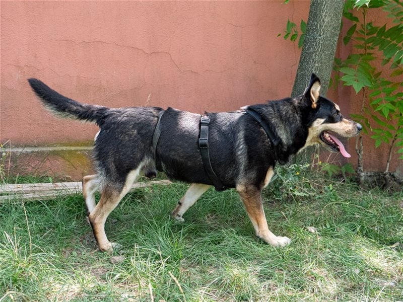 DOKTOR-liebt Menschen über alles, wurde unverschuldet im Tierheim abgegeben!