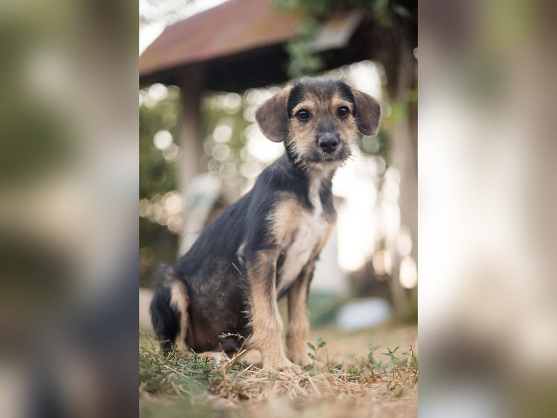Süß, süßer, BENJI! Ein sanfter, liebevoller Traumhund,sehr sozial und anpassungsfähig sucht  Zuhause